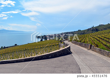 ラヴォー地区のぶどう畑 (Field of Grape in Lavaux) ラヴォー地区のぶどう畑 (Field of Grape in Lavaux) 45551476