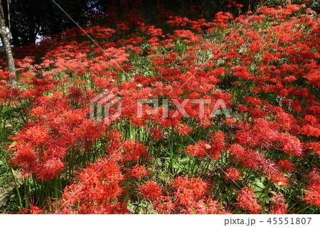 彼岸花 45551807