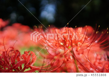 彼岸花 45551808