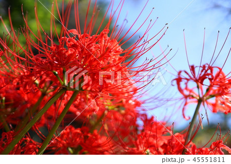 彼岸花 45551811