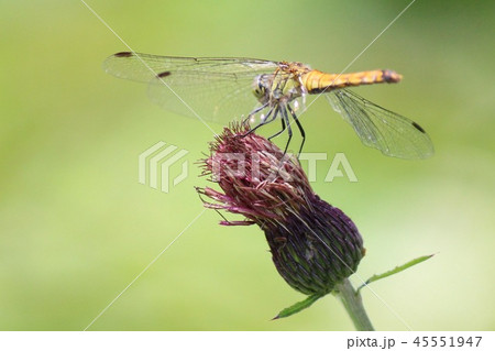 休息 休息 45551947