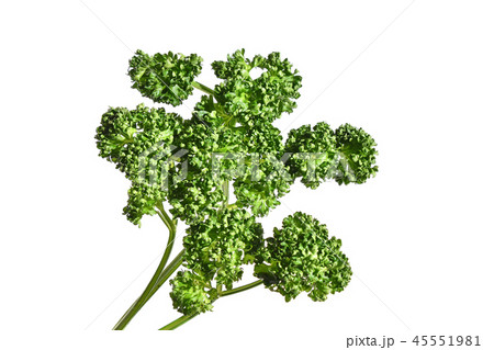 パセリ 45551981
