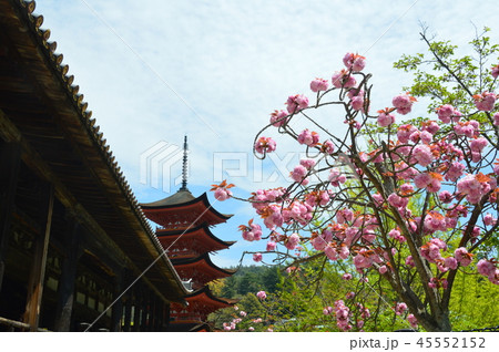 千畳閣(豊国神社)の「五重塔」(厳島神社/広島県廿日市市宮島町) 千畳閣(豊国神社)の「五重塔」(厳島神社/広島県廿日市市宮島町) 45552152