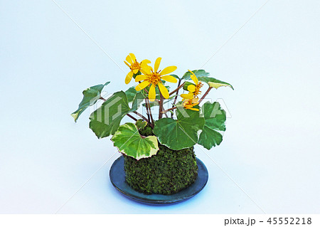 フイリツワブキの苔玉 フイリツワブキの苔玉 45552218