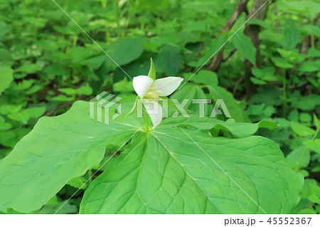 シロバナエンレイソウの花 45552367