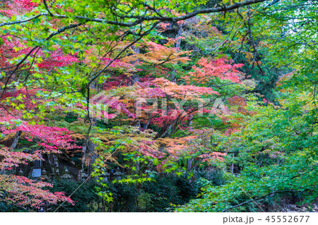 臨済宗佛通寺の秋 臨済宗佛通寺の秋 45552677