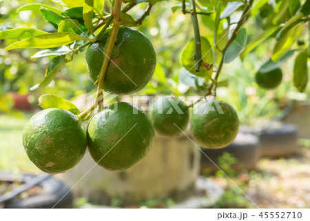 Close up organics green limes with leaves Close up organics green limes with leaves 45552710