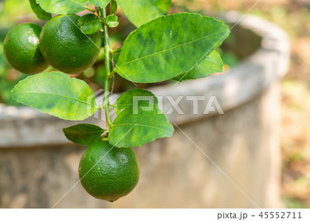 Close up organics green limes with leaves Close up organics green limes with leaves 45552711
