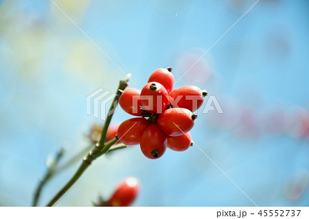 ハナミズキの実 ハナミズキの実 45552737