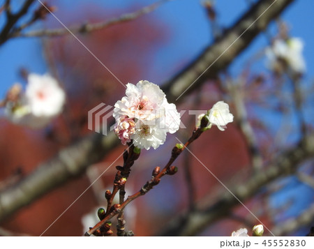 秋から冬にかけて咲く桜「子福桜」 45552830