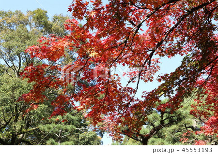 紅葉 紅葉 45553193
