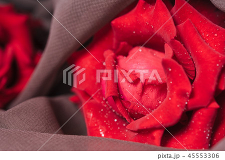 Red rose with soft fabric background. 45553306