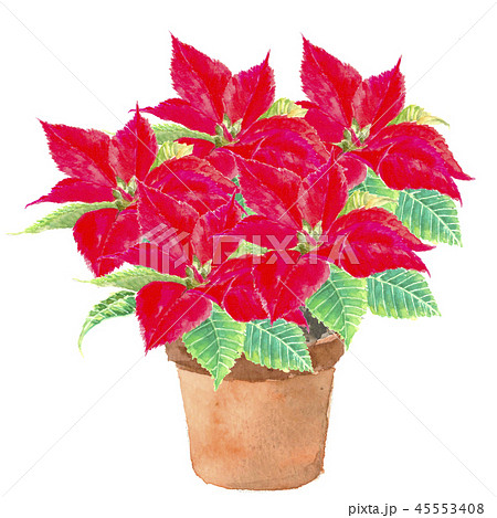 potted poinsettia clip art