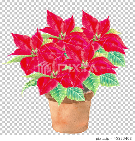 鉢植えのポインセチア 【水彩画イラスト】白バック 背景透過の