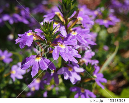 ファンフラワー　ワイルドフラワー　オーストラリア 45553593