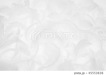 羽根　羽 45553636