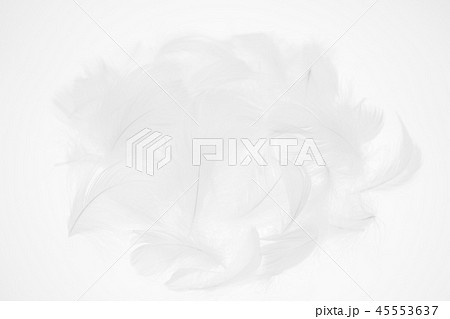 羽根 羽 羽根 羽 45553637