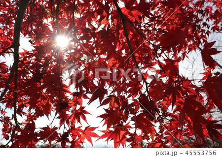 一畑山薬師寺の紅葉 45553756
