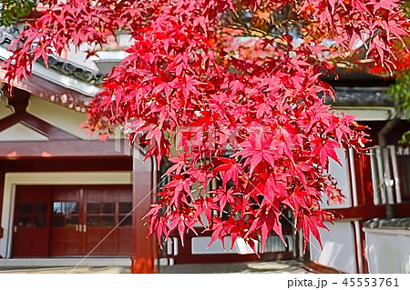 一畑山薬師寺の紅葉 45553761
