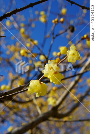 春　ロウバイ 45554118