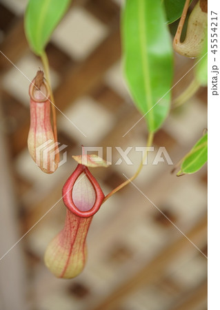 ネペンタス 45554217