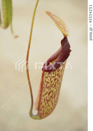 ネペンタス ネペンタス 45554251