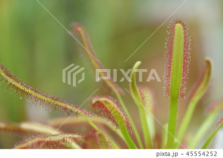 モウセンゴケ 45554252