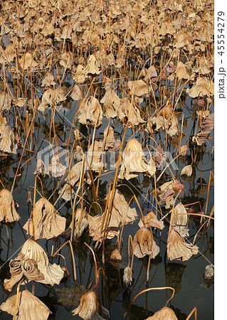 枯れたハスの葉 45554279
