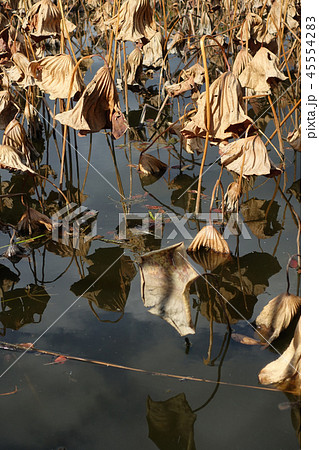枯れたハスの葉 45554283