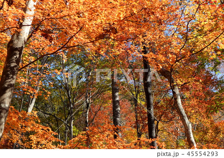 日本　秩父の紅葉 45554293