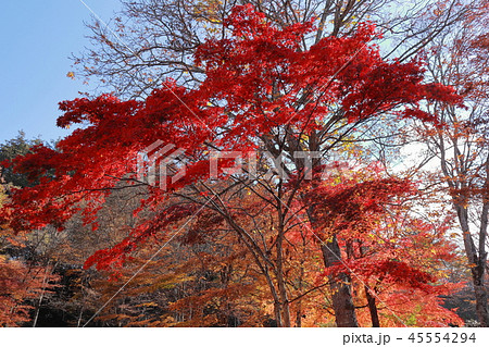 日本 秩父の紅葉 日本 秩父の紅葉 45554294