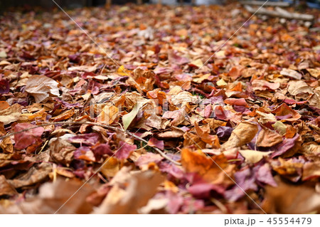 紅葉の絨毯 紅葉の絨毯 45554479