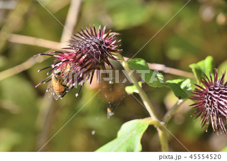 オヤマボクチ 45554520