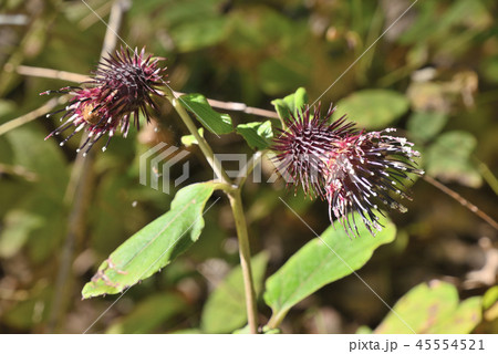 オヤマボクチ 45554521