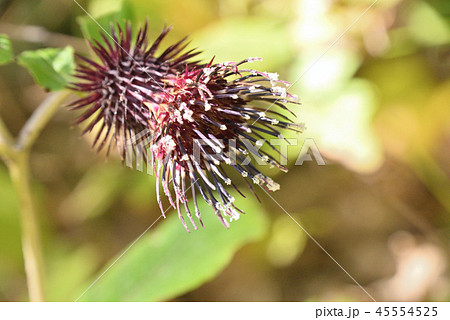 オヤマボクチ 45554525