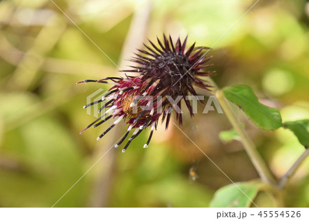 オヤマボクチ 45554526