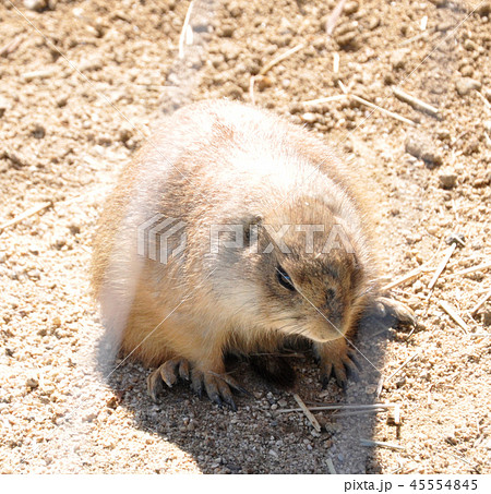 動物の癒やし力 動物の癒やし力 45554845