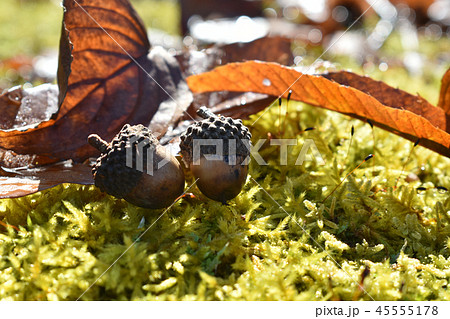 どんぐり 45555178