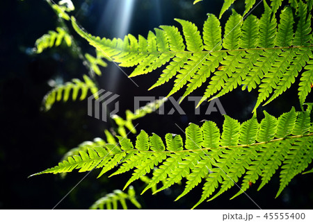 ferns ferns 45555400
