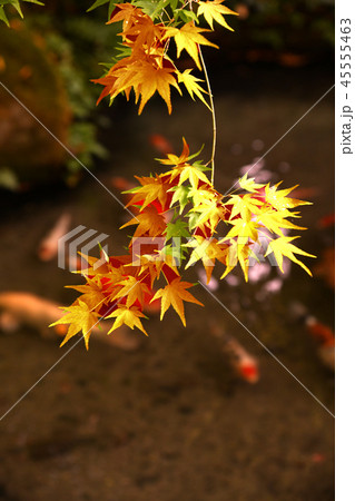 紅葉 45555463