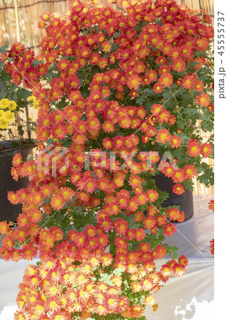 明治神宮菊花展 45555737