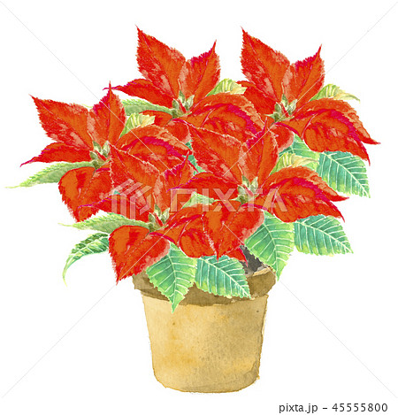 ポインセチア 鉢植え 朱赤のイラスト素材