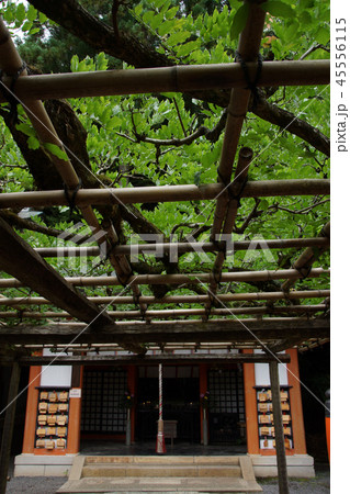 鞍馬寺　閼伽井護法善神社  45556115