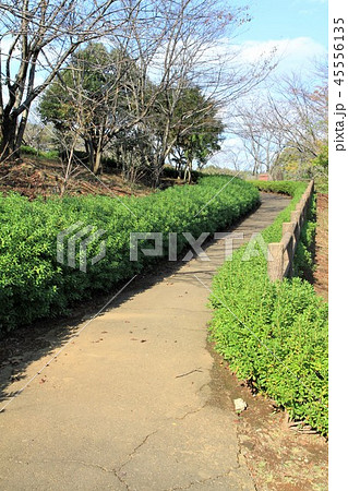 神奈川県厚木市 つつじの丘公園 神奈川県厚木市 つつじの丘公園 45556135
