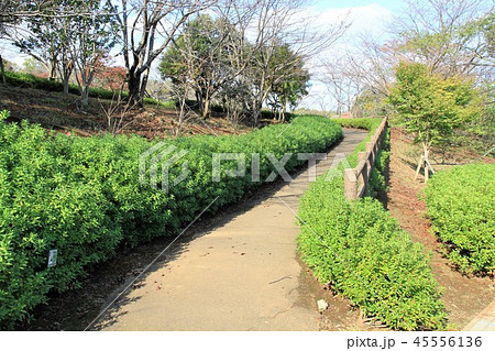 神奈川県厚木市 つつじの丘公園 神奈川県厚木市 つつじの丘公園 45556136