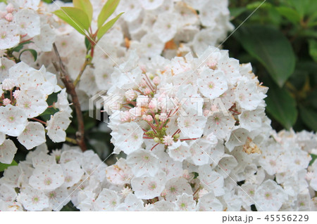 カルミア 45556229