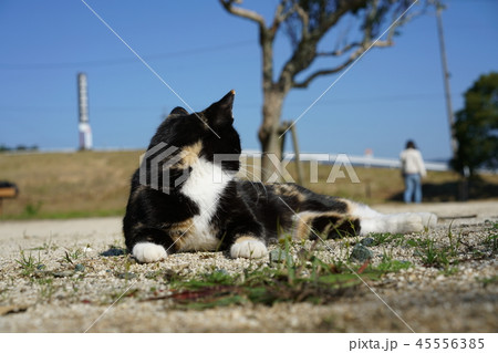 猫・野良猫・外ネコ・錆柄・メス・振り返り・美人 猫・野良猫・外ネコ・錆柄・メス・振り返り・美人 45556385