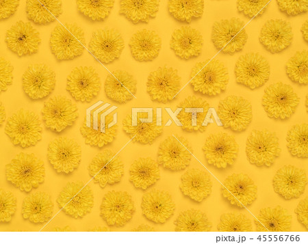 キクの花 キクの花 45556766