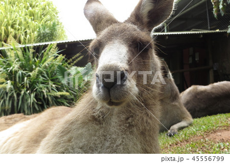 カンガルーアップ カンガルーアップ 45556799