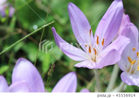 イヌサフランの花 45556914